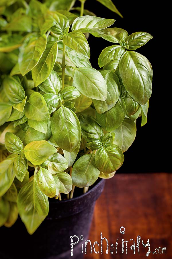 Authentic Basil Pesto